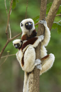 Sifaka de Coquerel